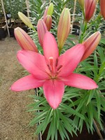 [4070 Eltanin VWS No02.JPG]